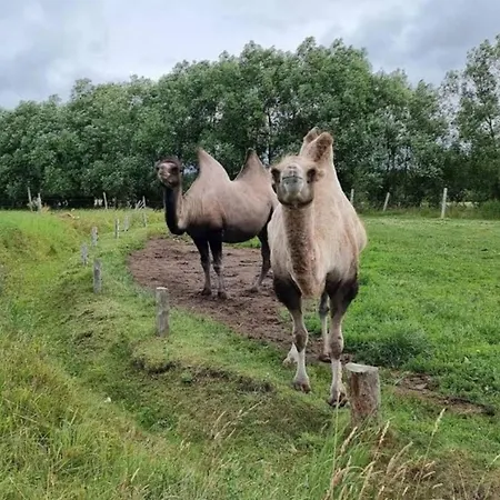 Semesterbostad 4 Person In Grevinge-by Traum *