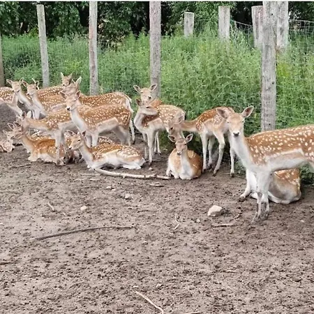 Semesterbostad 4 Person In Grevinge-by Traum