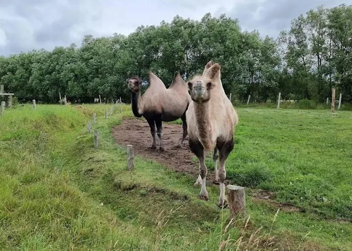 Сasa de vacaciones 4 Person In Grevinge-by Traum *